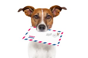 bigstock-Mail-Dog-34566944