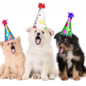 Puppies-Singing-Happy-Birthday-7668762